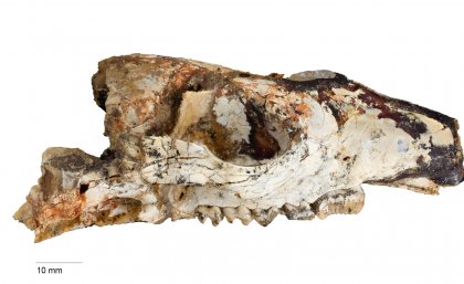 The skull of the Cookeroo hortusensis, which lived 20-18 million years ago.